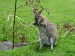 Bennettkngurus (Macropus rufogriseus) leben als Gruppe in einem begehbaren Wiesengehege im Tierpark Nordhorn.