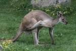 Westliches Graues Riesenknguru (Macropus fuliginosus) beim Kratzen.