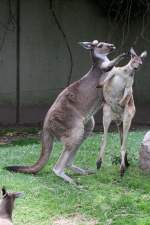 Zwei westliche Graue Riesenkngurus (Macropus fuliginosus) beim Boxen.