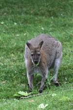 Rotnackenwallaby (Macropus rufogriseus) am 25.9.2010 im Toronto Zoo.