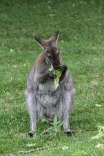 Rotnackenwallaby oder auch Bennett-Wallaby (Macropus rufogriseus) am 25.9.2010 im Toronto Zoo.