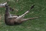 Westliches Graues Riesenknguru (Macropus fuliginosus) beim Kratzen.