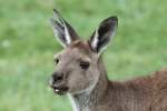 Westliches Graues Riesenknguru (Macropus fuliginosus) am 25.9.2010 im Toronto Zoo.