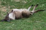 Siesta! Westliches Graues Riesenknguru (Macropus fuliginosus) am 25.9.2010 im Toronto Zoo.