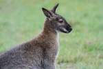 Rotnackenwallaby (Macropus rufogriseus) am 2.10.2010 in der African Lion Safari in Cambridge,Ont.