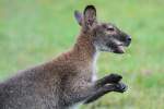 Rotnackenwallaby (Macropus rufogriseus) am 2.10.2010 in der African Lion Safari in Cambridge,Ont.