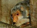 Gewhnlicher Flecken- oder Tpfelkuskus (Spilocuscus maculatus)in der Taman Safari Indonesia Bogor / West-Java (November 2013).