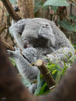 Ein schlafender Koala im Zoo Duisburg.