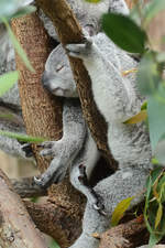 Ein Junger Koala im Zoo Duisburg.