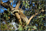 Schlafender Koala in einem Eukalyptusbaum.