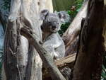 Queensland-Koala (Phascolarctos cinereus cinereus) namens Ooobi-Oobi im Zoo Leipzig, 16.1.22