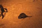 Brstenschwanz-Rattenknguru (Bettongia penicillata) am 11.3.2010 im Zoo Berlin.