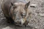 Sdlicher Haarnasenwombat (Lasiorhinus latifrons) am 25.9.2010 im Toronto Zoo.