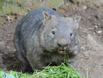 Eine Tasmanischer Nacktnasenwombat im Zoo Duisburg.