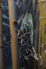 Australischer Zwerggleitbeutler (Acrobates pygmaeus) am 3.8.2010 im Frankfurter Zoo.