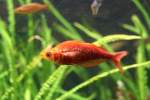 Eine Lachsroter Regenbogenfisch (Glossolepis incisus)   am 7.12.2009 im Zoo Dresden.