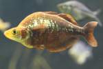 Lachsroter Regenbogenfisch (Glossolepis incisus) am 26.6.2010 im Leipziger Zoo.