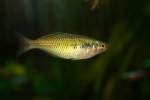 Hier ist ein weiblicher Boesemans-Regenbogenfisch oder auch Harlekin-Regenbogenfisch (Melanotaenia boesemani) im Aquarium zu sehen.