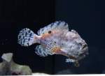 Gestreifter Anglerfisch (Antennarius striatus) am 12.3.2010 im Zooaquarium Berlin.