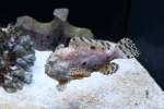 Gestreifter Anglerfisch (Antennarius striatus) in weier Grundfarbe am 12.3.2010 im Zooaquarium Berlin.