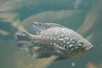 Bleekers Madagaskarbarsch (Paratilapia bleekeri) am 12.12.2009 im Aquarium des Berliner Zoos.