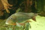 Tapajos-Erdfresser Mnnchen (Geophagus altifrons) am 12.12.2009 im Zoo-Aquarium Berlin.