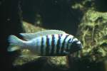 Pseudotropheus zebra Mnnchen (Masken-Tigerbarsch) am 13.12.2009 im Tierpark Berlin.