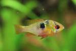 Weibchen eines Sdamerikanischen Schmetterlingsbuntbarsches (Mikrogeophagus ramirezi) am 9.2.2010 im Vivarium Karlsruhe.