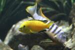 Gelber Malawibarsch (Labidochromis caeruleus) am 26.6.2010 im Leipziger Zoo.