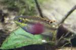 Purpurprachtbarsch (Pelvicachromis pulcher) am 18.4.2010 im Tierpark Berlin.