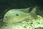 Surinam-Perlfisch (Geophagus surinamensis) am 18.4.2010 im Tierpark Berlin.