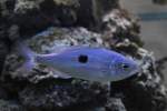 Laxierfisch (Spicara maena) am 9.2.2010 im Vivarium Karlsruhe.