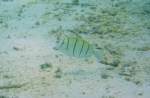 Ein Gitter-Doktorfisch oder auch Strflings-Doktorfisch (Acanthurus triostegus) durchstreift die Lagune am Ari Atoll auf den Malediven