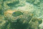 Ein Streifendoktorfisch (Acanthurus lineatus) am Innenriff im sdlichen Ari-Atoll, Malediven.