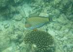 Ein Streifendoktorfisch (Acanthurus lineatus) in Begleitung von zwei Braunen Doktorfischen am Innenriff im sdlichen Ari-Atoll, Malediven.