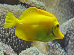 Im Januar 2014 habe ich im Aquazoo Dsseldorf diesen Gelben Segelflossen-Doktorfisch (Hawaii-Doktorfisch) abgelichtet.