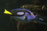 Paletten-Doktorfisch (Paracanthurus hepatus) am 19.3.2010 im Zooaquarium Basel.