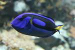 Paletten-Doktorfisch (Paracanthurus hepatus) am 19.3.2010 im Zooaquarium Basel.