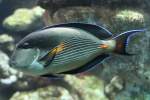 Arabischer Doktorfisch (Acanthurus sohal) am 19.3.2010 im Zooaquarium Basel.