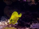 Zebrasoma flavescens oder Gelber Seebader in meinem Aquarium.