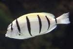 Gitter Doktorfisch (Acanthurus triostegus) am 25.9.2010 im Toronto Zoo.