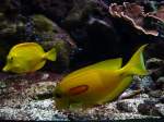 Zwei schöne gelbe Doktorfische suchen nach essbares 