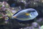 Arabischer Doktorfisch (Acanthurus sohal) am 23.4.2010 im Meeresaquarium Zella-Mehlis.