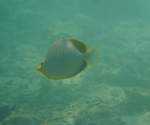 Ein Gelbkopf-Falterfisch am Riff.