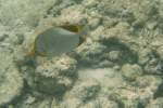Ein Gelbkof-Falterfisch am Riff.
