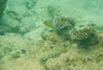 Ein Zickzack-Falterfisch versteckt sich hinter einer Koralle.