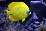 Ein Maskenfalterfisch (Chaetodon semilarvatus)im Skansen aquarium.