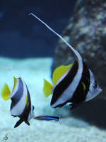 Ein Gemeiner Wimpelfisch im Burgers' Zoo Arnheim.