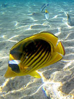 Ein Tabak-Falterfisch im Roten Meer.