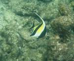 Ein  Halfterfisch (Zanclus cornutus)   aus der Familie der Doktorfischartigen sucht am Hausriff von Nalaguraidhoo/ Sun Island.Malediven nach etwas essbarem, Ari-Atoll am 12.11.2007.